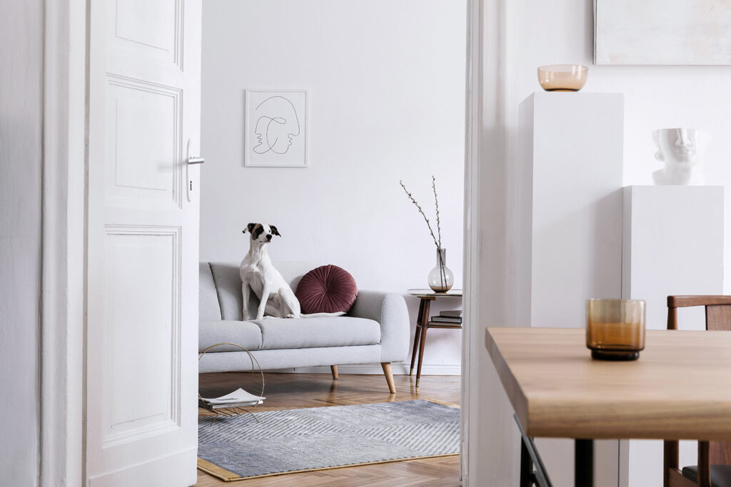 Hund auf Sofa in einer modernen hellen Wohnung